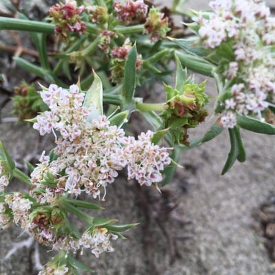 Echinophora spinosa — flower