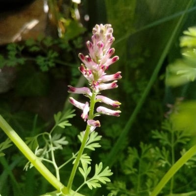Fumaria parviflora — flower