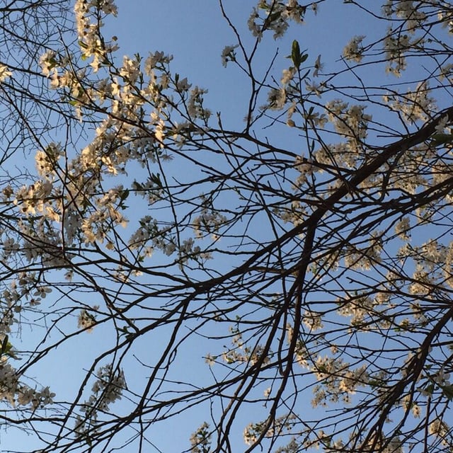 Amelanchier laevis — flower