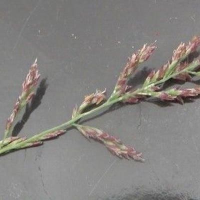 Puccinellia maritima — flower