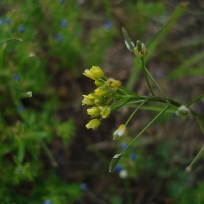 Draba nemorosa — flower