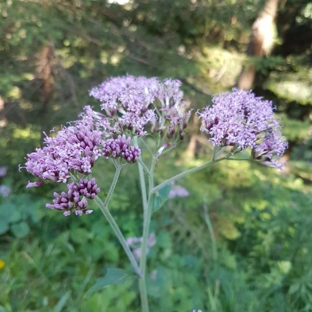 Adenostyles alliariae — flower