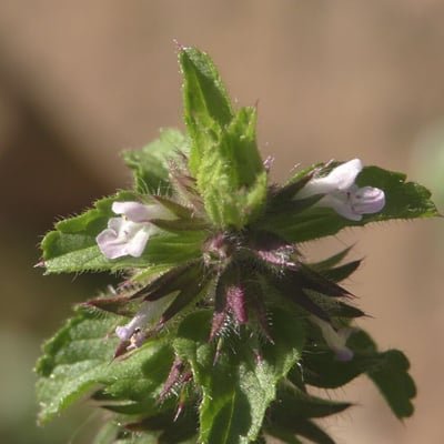 Stachys arvensis — flower