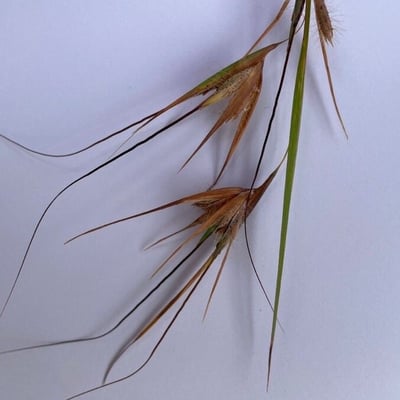 Themeda triandra — flower
