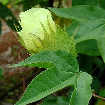 Gossypium barbadense — flower