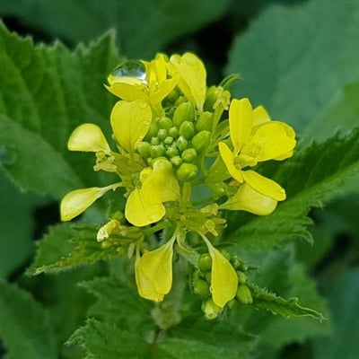 Sinapis arvensis — flower