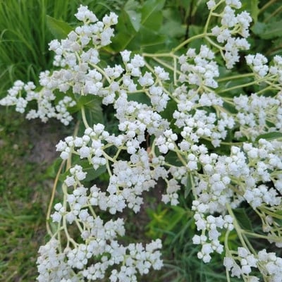Parthenium integrifolium — flower