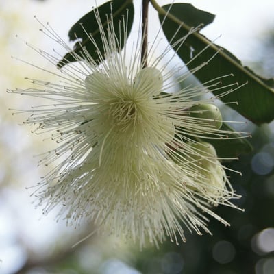 Syzygium jambos — flower