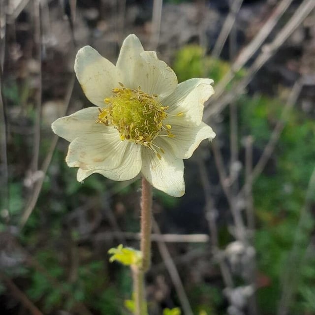 Anemone multifida — flower
