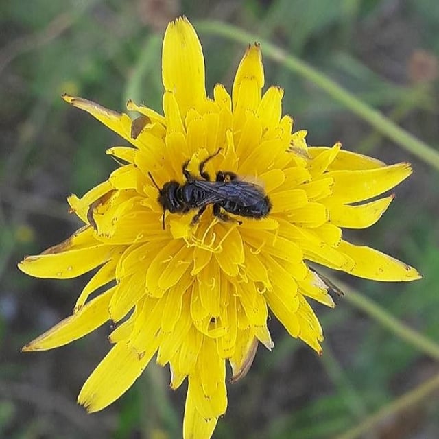 Sonchus tenerrimus — flower