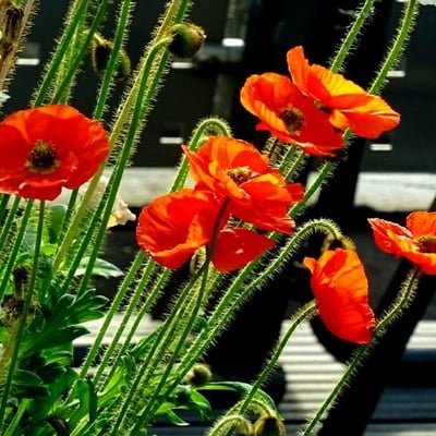 Papaver nudicaule — flower