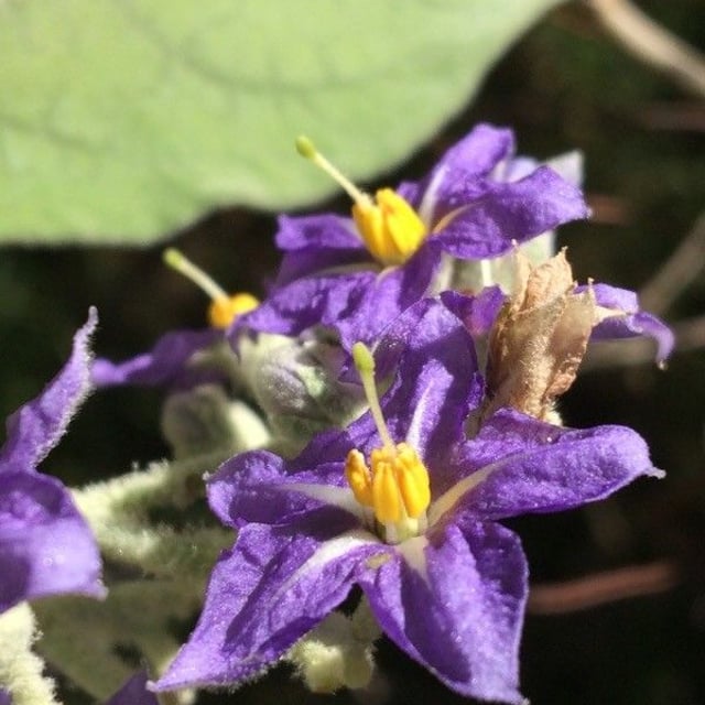 Solanum mauritianum — flower