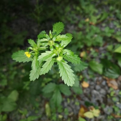Potentilla simplex — flower
