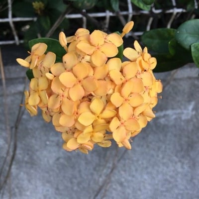Ixora coccinea — flower