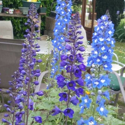Delphinium elatum — flower