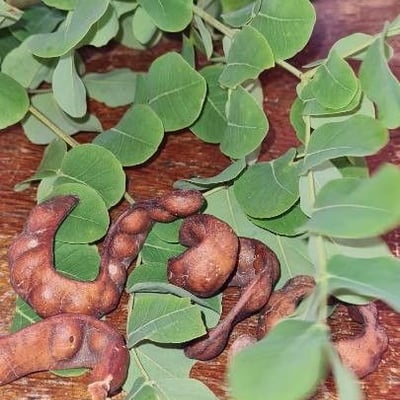 Stryphnodendron adstringens — leaf