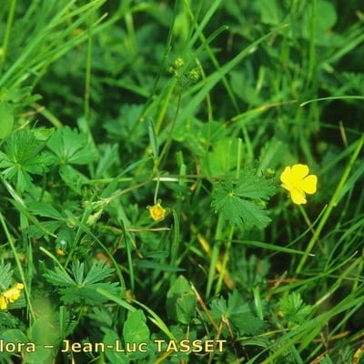 Potentilla inclinata — habit
