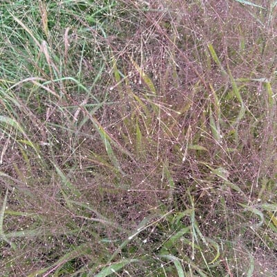 Eragrostis spectabilis — flower
