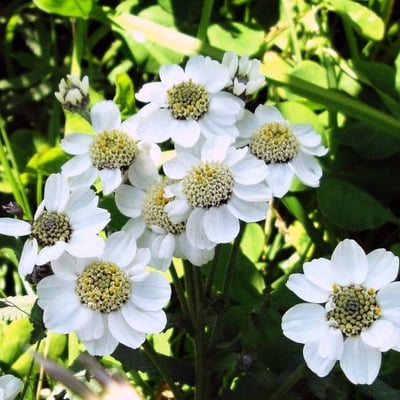 Achillea ptarmica — flower