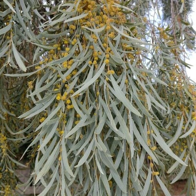 Acacia pendula — flower