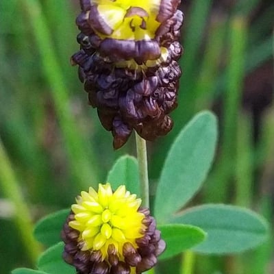 Trifolium spadiceum — flower