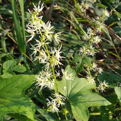 Echinocystis lobata — flower