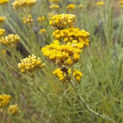 Helichrysum italicum — flower