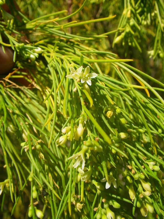 Plocama pendula