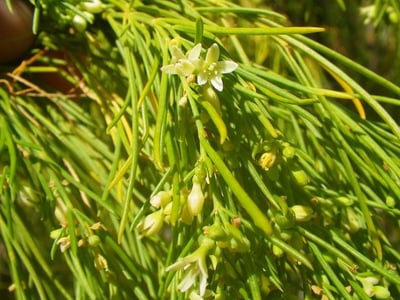 Plocama pendula