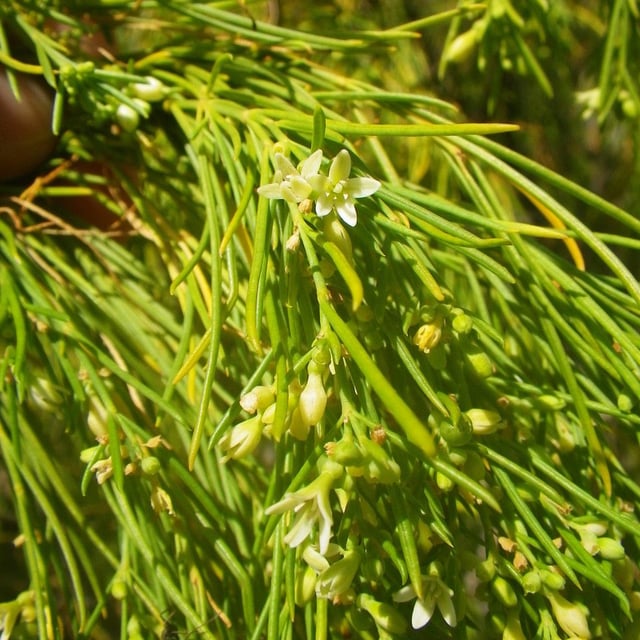 Plocama pendula