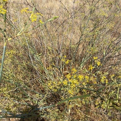 Bupleurum fruticescens — flower