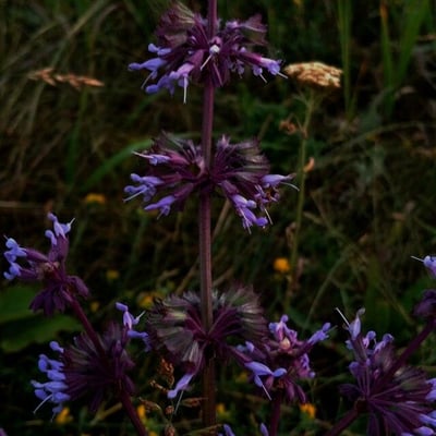 Salvia verticillata — flower
