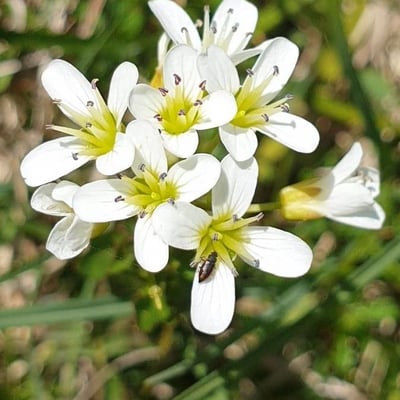 Cardamine amara — flower