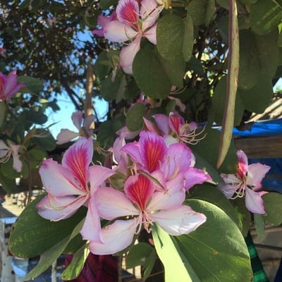 Bauhinia variegata — flower
