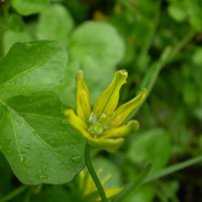 Gagea spathacea — flower