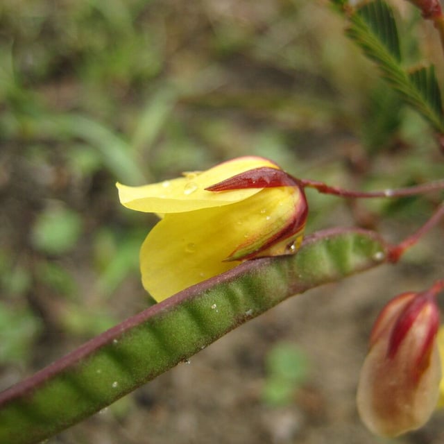 Chamaecrista flexuosa — flower