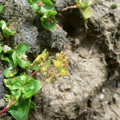 Alchemilla pentaphyllea — flower