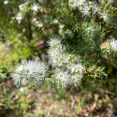 Kunzea ambigua — flower