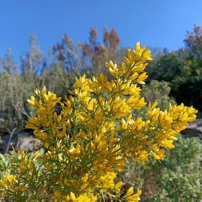 Ulex parviflorus — flower