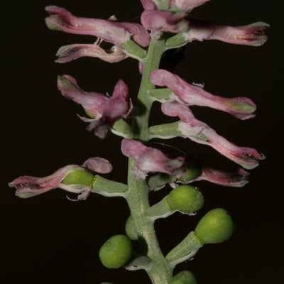 Fumaria vaillantii — flower