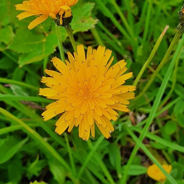 Scorzoneroides helvetica — flower
