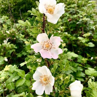 Rosa corymbifera — flower