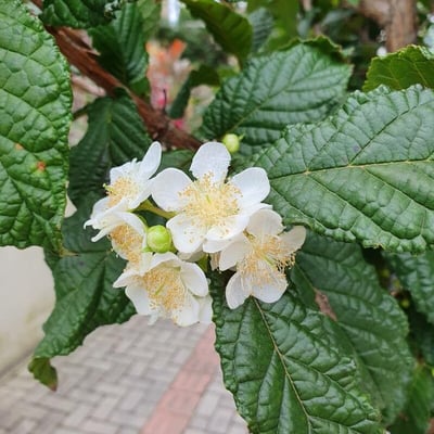 Campomanesia xanthocarpa — flower