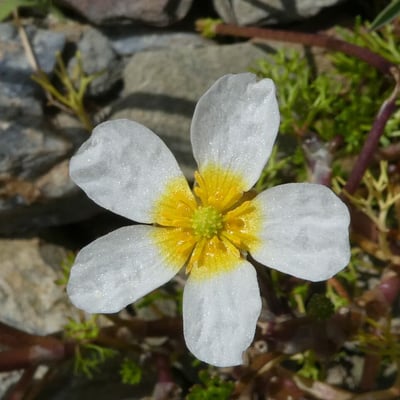 Ranunculus peltatus — flower