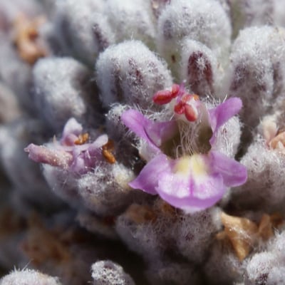 Teucrium capitatum — flower