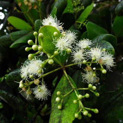 Pimenta racemosa — flower