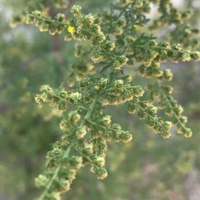 Artemisia annua — flower