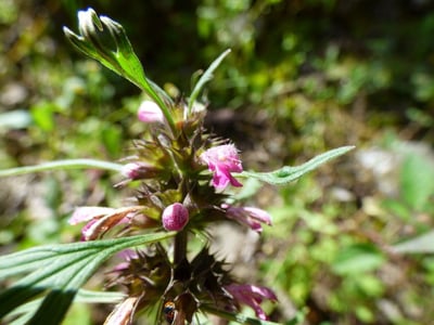 Siberian motherwort