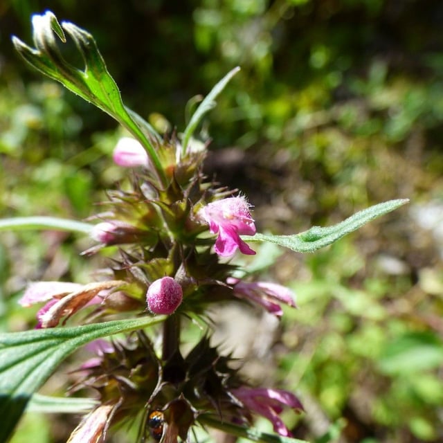 Siberian motherwort