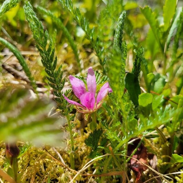Rubus arcticus — flower